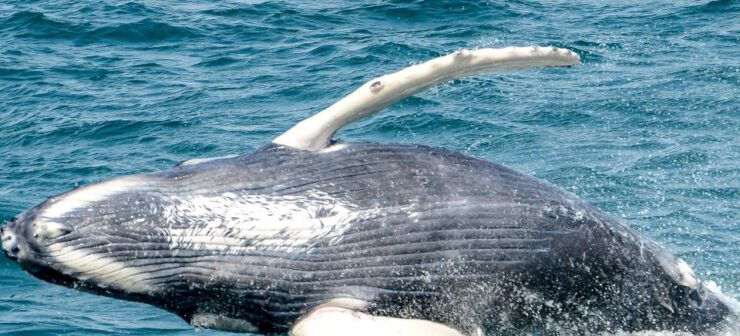 Boa Vista: Full-Day Whale Watching Tour - Good To Know