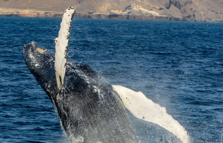 Boa Vista: Full-Day Whale Watching Tour - Tour Experience