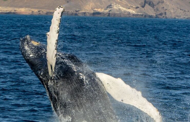 Boa Vista: Full-Day Whale Watching Tour - Customer Reviews