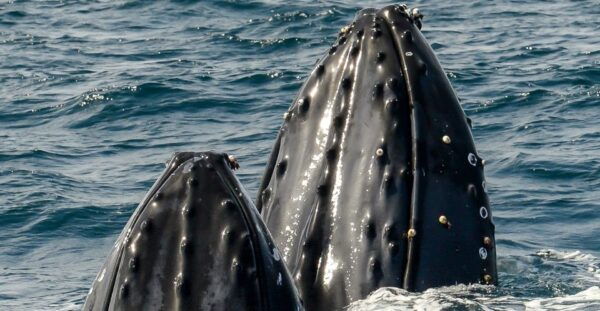 Boa Vista: Full-Day Whale Watching Tour - Frequently Asked Questions