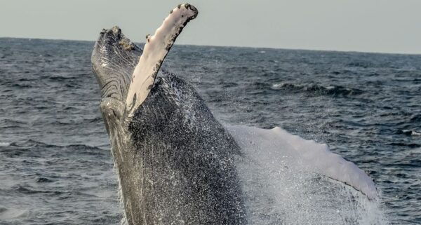 Boa Vista: Full-Day Whale Watching Tour - The Sum Up