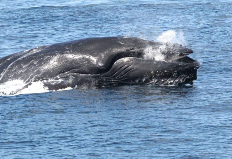 Boa Vista: Half-Day Whale Watching Tour - Tour Details