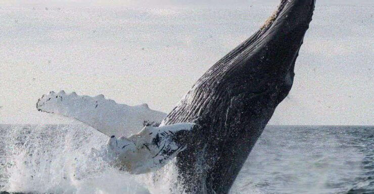 Boa Vista: Half-Day Whale Watching Tour - Experience Highlights
