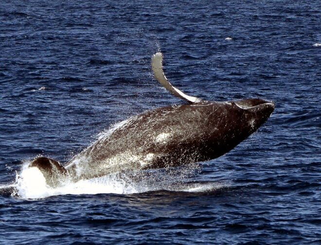 Boa Vista: Half-Day Whale Watching Tour - Customer Reviews