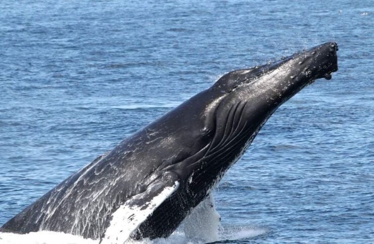 Boa Vista: Half-Day Whale Watching Tour - Weather and Refund Policies