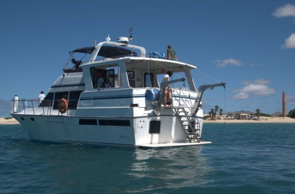 Boa Vista: Half-Day Whale Watching Tour - Frequently Asked Questions