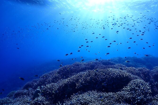 Boat Fundive 2Dives at Minna Isl or Sesoko , Okinawa - Requirements and Restrictions