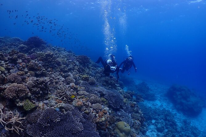 Boat Fundive 2Dives at Minna Isl or Sesoko , Okinawa - The Sum Up