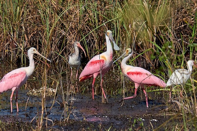 Boat Ride in 10,000 Islands Biologist Led Walk in the Everglades Small Group - Pickup Locations and Times