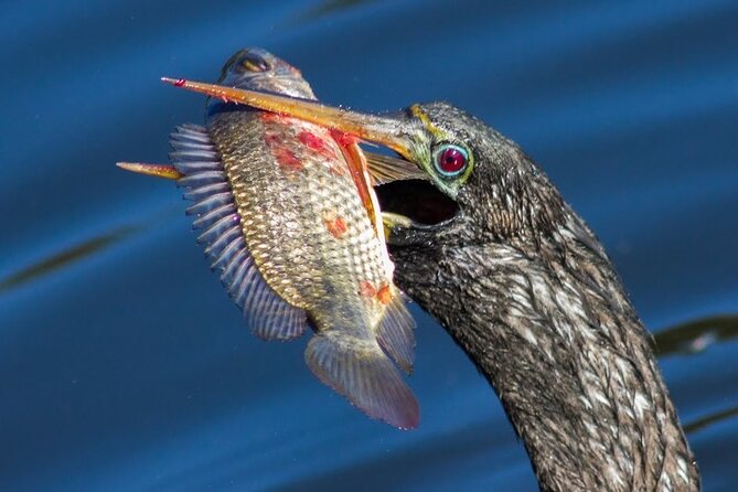 Boat Ride in 10,000 Islands Biologist Led Walk in the Everglades Small Group - Family-friendly Nature of the Tour