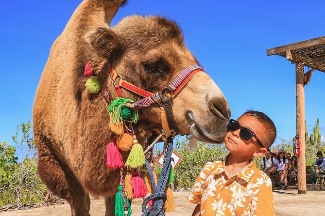 Boat Ride to the Arch and Beach Camel Ride in Cabo San Lucas Shared Tour - Final Thoughts: Who Is This Tour Perfect For?