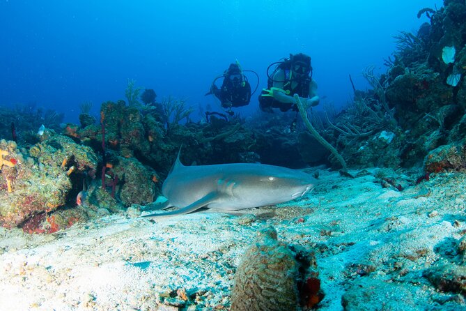 BOAT SCUBA Tour in World-Class Dive Sites - Tour Highlights