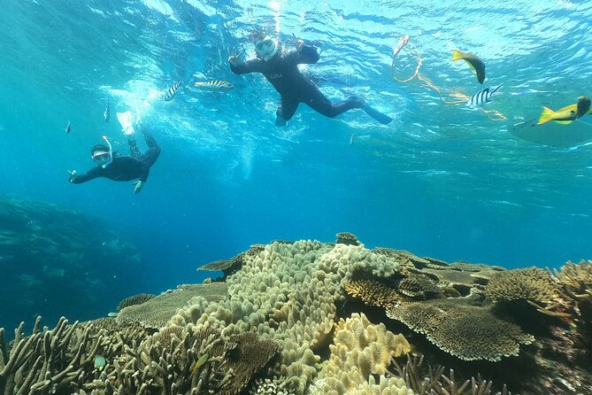 Boat Snorkeling Trip 1 Round at Minna Isl or Sesoko , Okinawa - Traveler Restrictions and Recommendations