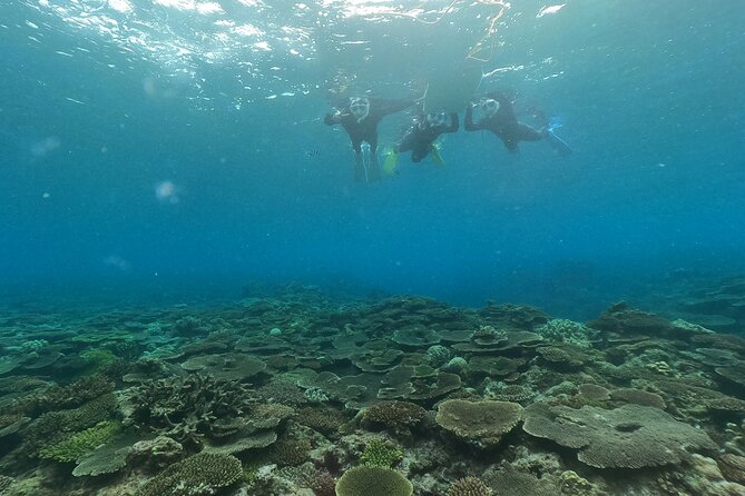 Boat Snorkeling Trip 2 Rounds at Minna Isl or Sesoko , Okinawa - Additional Information