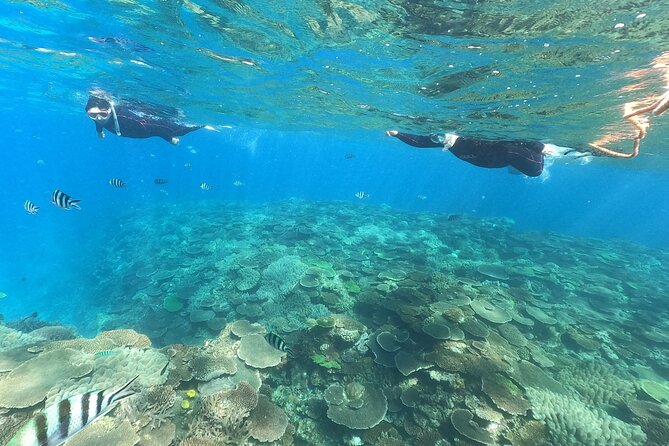 Boat Snorkeling Trip 2 Rounds at Minna Isl or Sesoko , Okinawa - Pricing Information