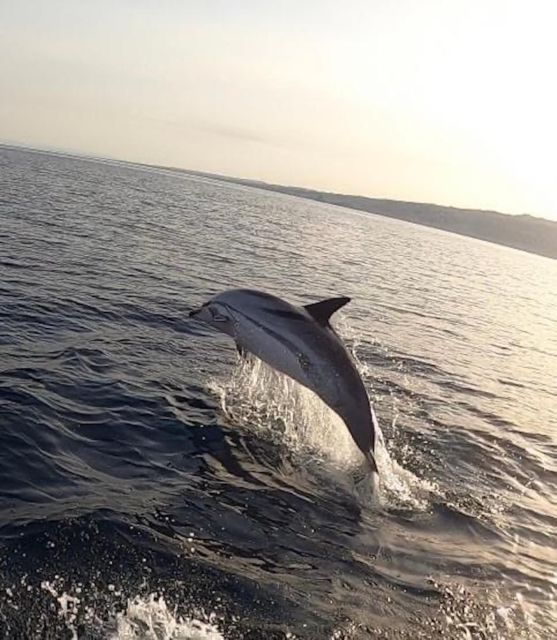 Boat Tour Exploring and Searching for Dolphins in Acitrezza - Good To Know