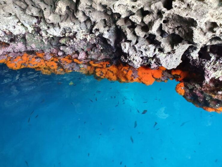 BOAT TOUR FROM TAORMINA & SNORKELING HALF-DAY - Tour Price and Duration
