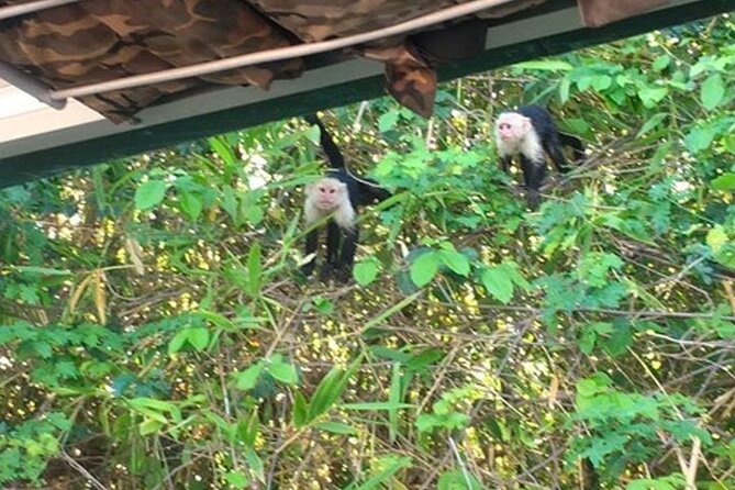 Boat Tour in Palo Verde River | Near Nicoya - What to Expect on the Boat