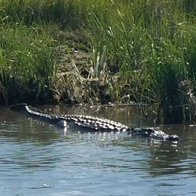 Boat Tour of Louisiana Bayous Near New Orleans - Booking Details