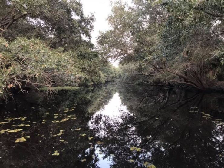 Boat Tour of Louisiana Bayous Near New Orleans - Experience Highlights