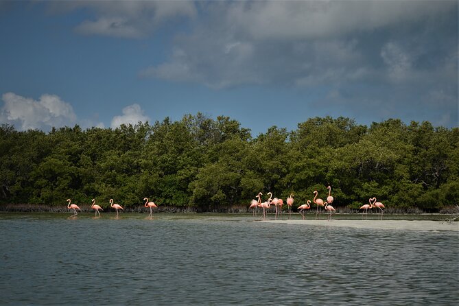 Boat Tour of Three Islands in Holbox With Transportation - Environmental Concerns