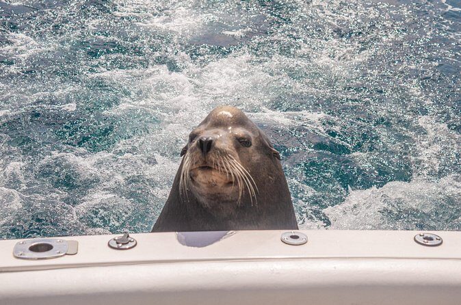 Boat Tour Snorkeling Tour with Guide, Drinks and Fruit - FAQs