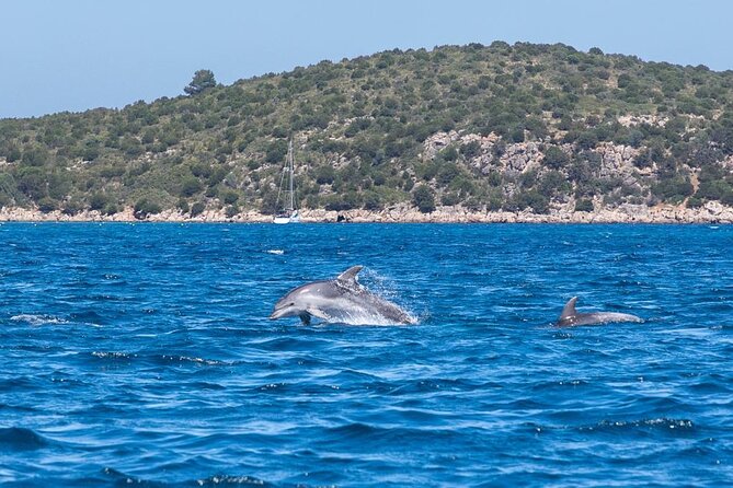 Boat Tour to the Dolphin Area up to 6 People - Common Questions