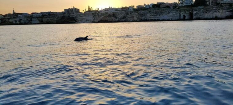 Boat Tour With Lunch on Board - Best Times to Book