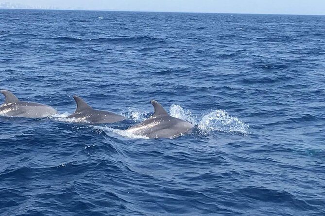 Boat Trip and Dolphin Watching in Fuengirola Drinks - Group Size and Weather Policy