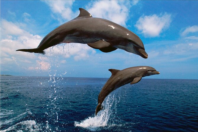 Boat Trip and Dolphin Watching in Fuengirola Drinks - Cancellation and Refund Policy