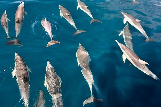 Boat Trip and Dolphin Watching in Fuengirola Drinks - Traveler Photos and Reviews