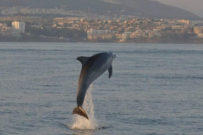 Boat Trip and Dolphin Watching in Fuengirola Drinks - Pricing and Legal Information