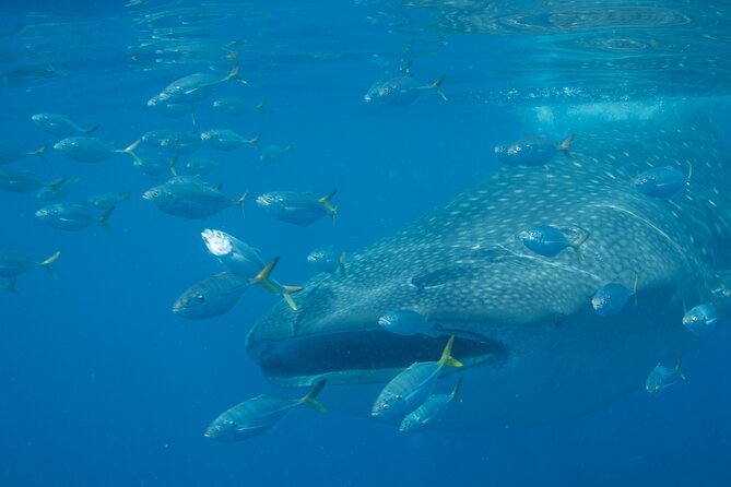 Boat Trip and Snorkeling at Daymaniyat Island - Inclusions