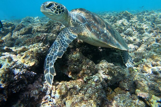 Boat Trip and Snorkeling at Daymaniyat Island - Cancellation Policy