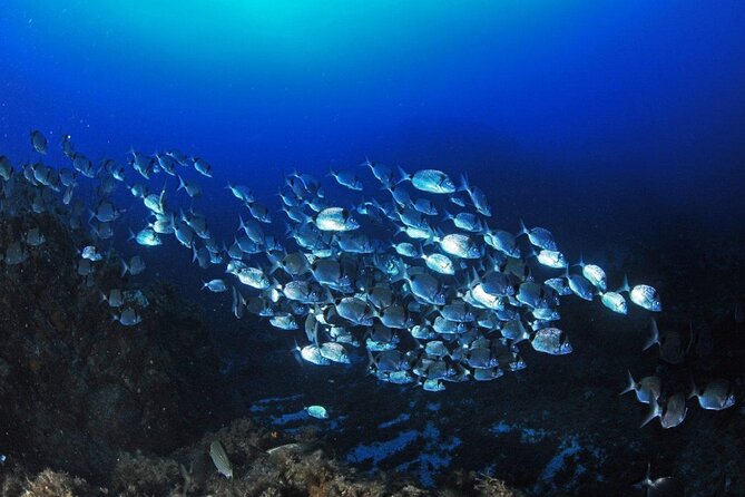 Boat Trip and Snorkeling in the Gulf of Calvi - Snorkeling Equipment