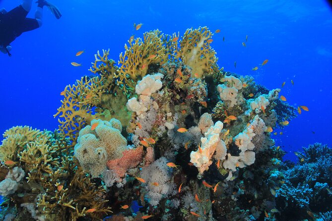 Boat Trip Diving in Hurghada With Lunch and Drinks Included - Pricing and Inclusions