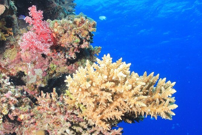 Boat Trip Diving in Hurghada With Lunch and Drinks Included - Booking Process