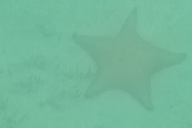 Boat trip EN 1/2 Day in the Grand Ass DE Sac Marin - Who Is This Tour Best For?