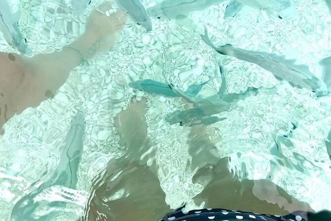 Boat Trip: Grotta Del Fico, Cala Mariolu, Gabbiani & Biriala - The Sum Up