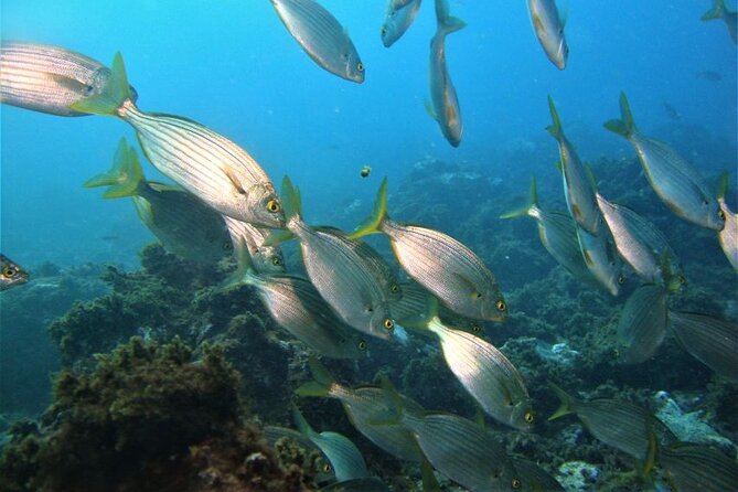 Boat Trip Islet of Goats+Snorkeling+Scuba Diving - Additional Information