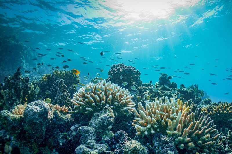 Boat trip to Bayada Island with snorkeling experience in Jeddah - Why Bayada is worth the boat ride