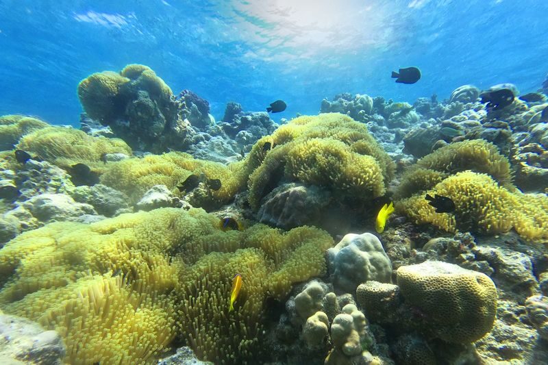 Boat trip to Bayada Island with snorkeling experience in Jeddah - Snorkeling among coral and sea life