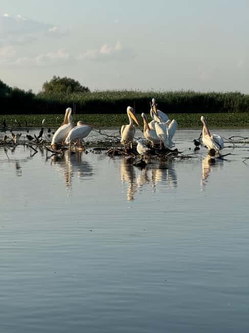 Boat Trip to Caraorman Forest Danube Delta (5-6 hours) - Practical Details: Cost, Timing, and Logistics
