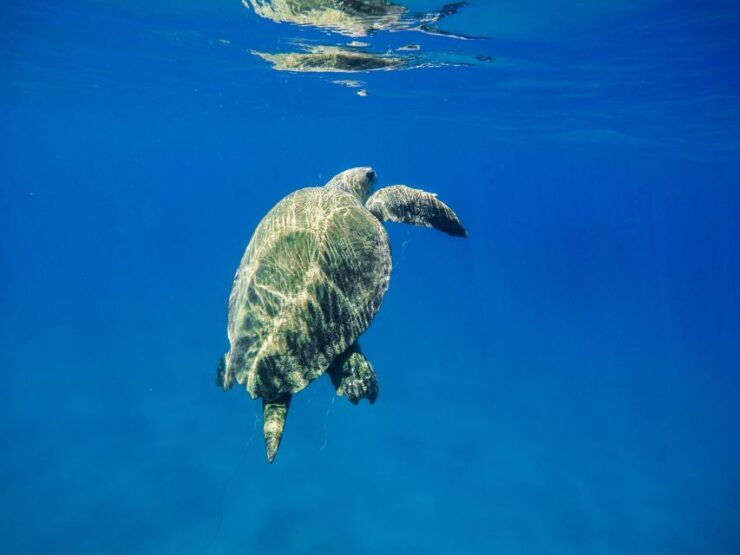 Boat Trip to Keri Caves and Loggerhead Turtle Watching - Experience Highlights
