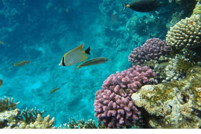 Boat Trip to Ras Mohamed & White Island Red Sea & Snorkeling in Sharm Elsheikh - Trip Details