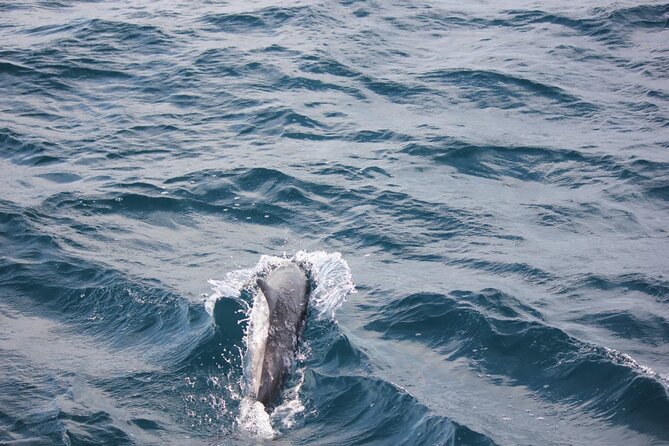 Boat Trip to See Marine Life in Puerto Escondido - Inclusions and Exclusions