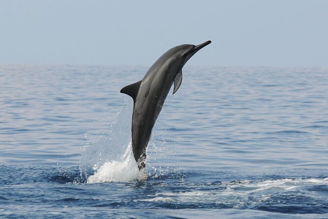 Boat Trip to See Marine Life in Puerto Escondido - Start Time and End Point