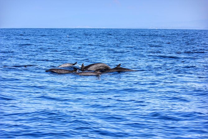 Boat Trip to See Marine Life in Puerto Escondido - Cancellation Policy and Reviews