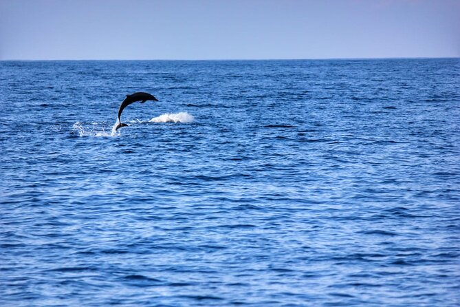 Boat Trip to See Marine Life in Puerto Escondido - The Sum Up