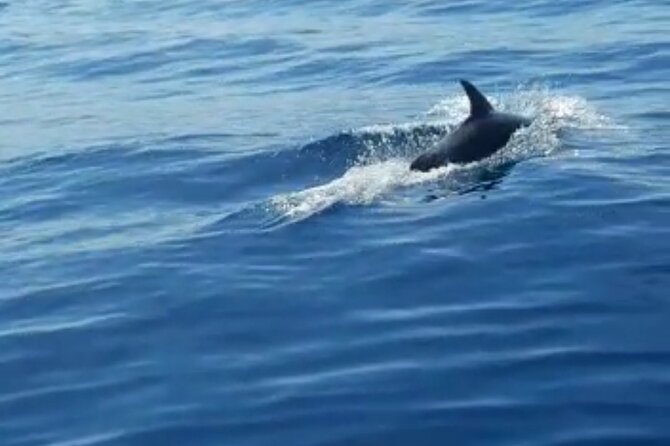Boat Trip to the Nearby Islands of Zadar - Booking and Reservation Details